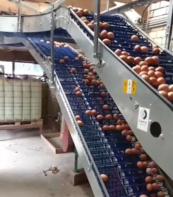 Ei transportband Castra Machinebouw Ei transportband Castra Machinebouw